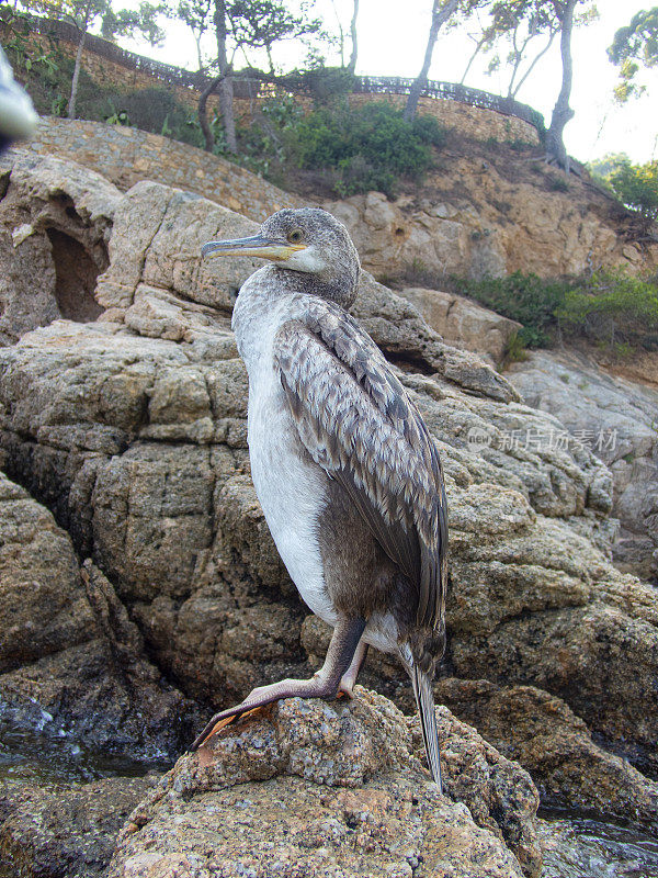 Phalacrocorax carbo，在科斯塔布拉瓦-赫罗纳